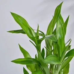 Lucky Bamboo Plant- Pyramid