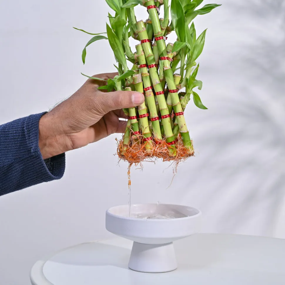 Lucky Bamboo Plant- Pyramid