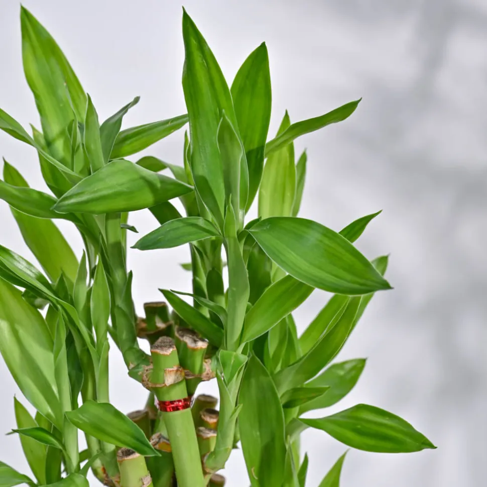 Lucky Bamboo Plant- Pyramid