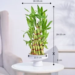 Lucky Bamboo Plant- Pyramid