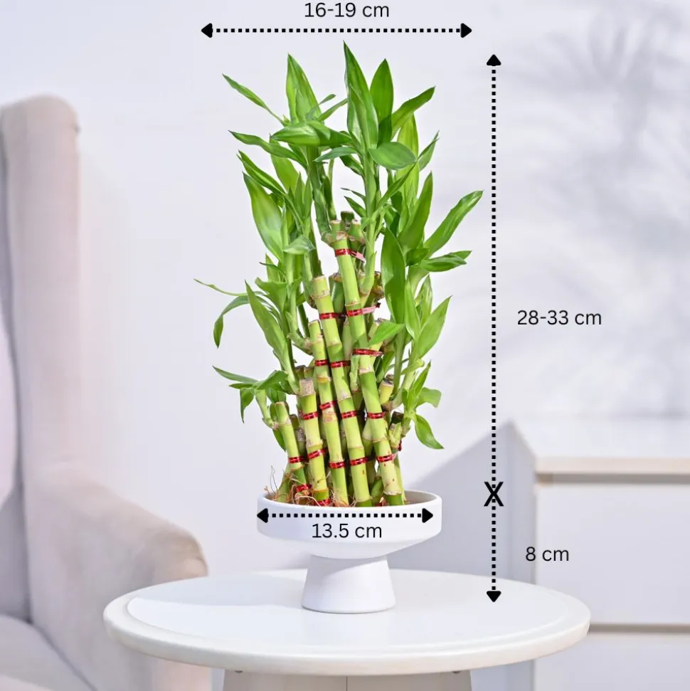 Lucky Bamboo Plant- Pyramid