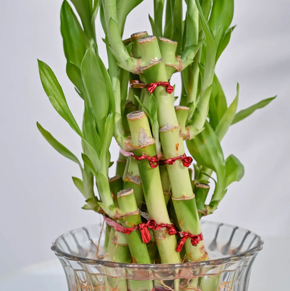 Lucky Bamboo Plant- Pyramid