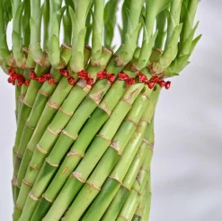 Lucky Wheel Bamboo Plant