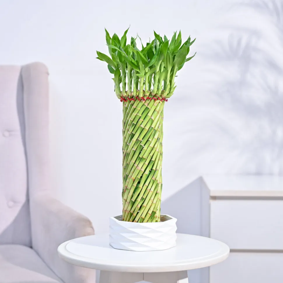 Lucky Wheel Bamboo Plant