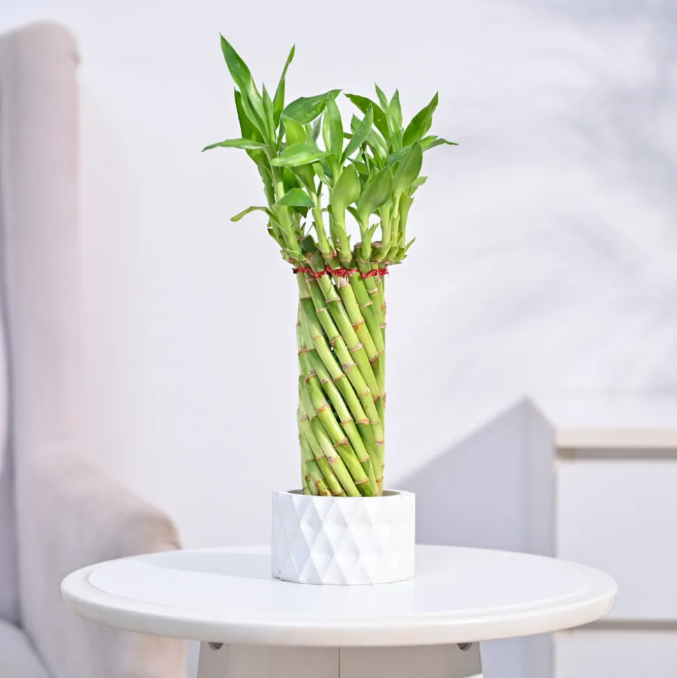 Lucky Wheel Bamboo Plant