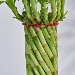 Lucky Wheel Bamboo Plant