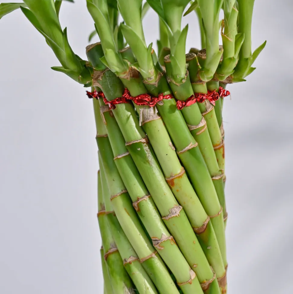 Lucky Wheel Bamboo Plant