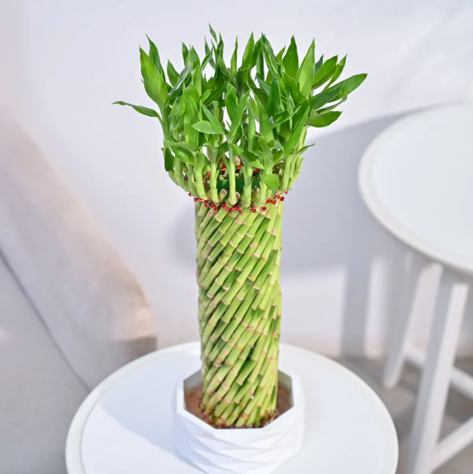 Lucky Wheel Bamboo Plant