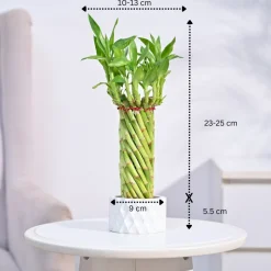 Lucky Wheel Bamboo Plant