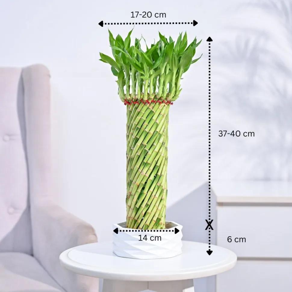 Lucky Wheel Bamboo Plant