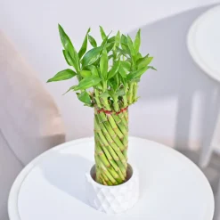 Lucky Wheel Bamboo Plant