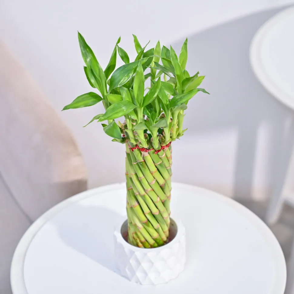 Lucky Wheel Bamboo Plant