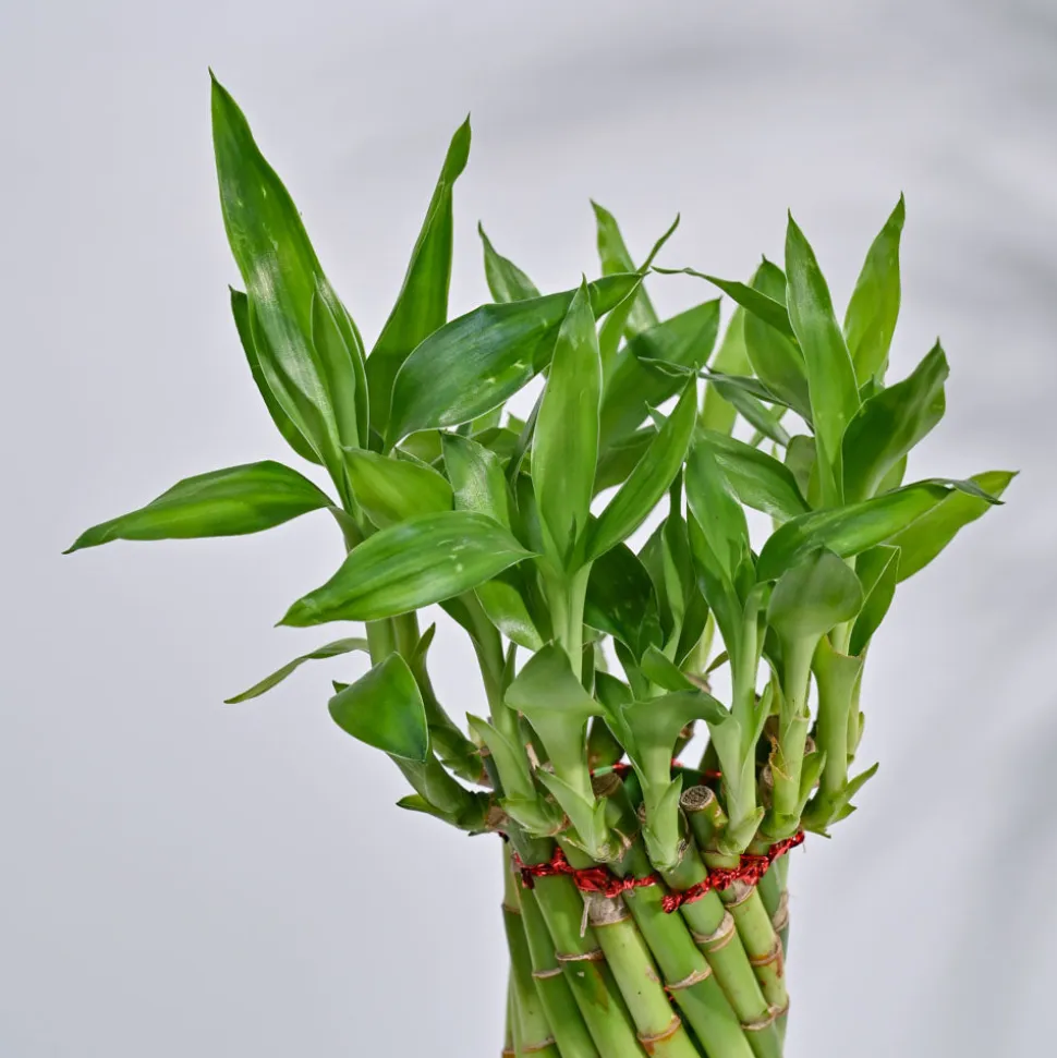 Lucky Wheel Bamboo Plant