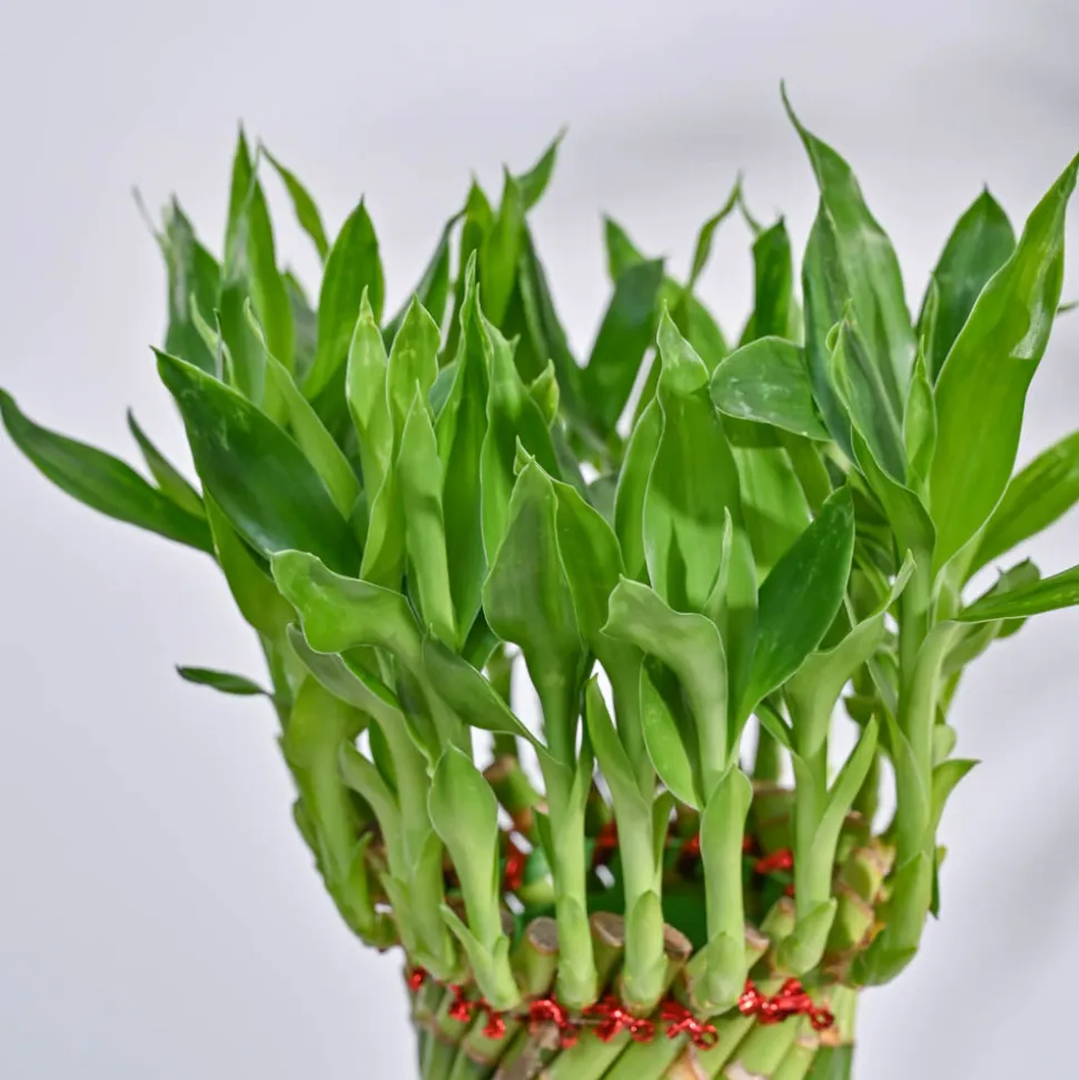 Lucky Wheel Bamboo Plant