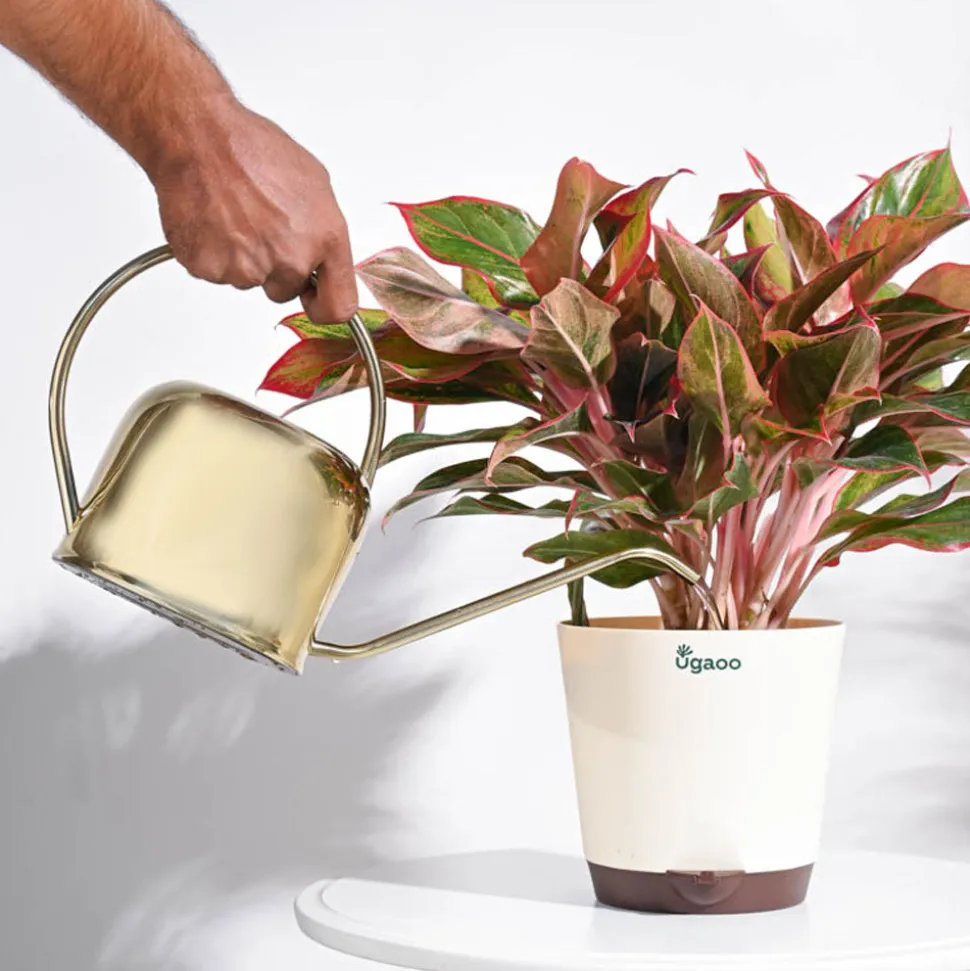 Magnum Watering Can