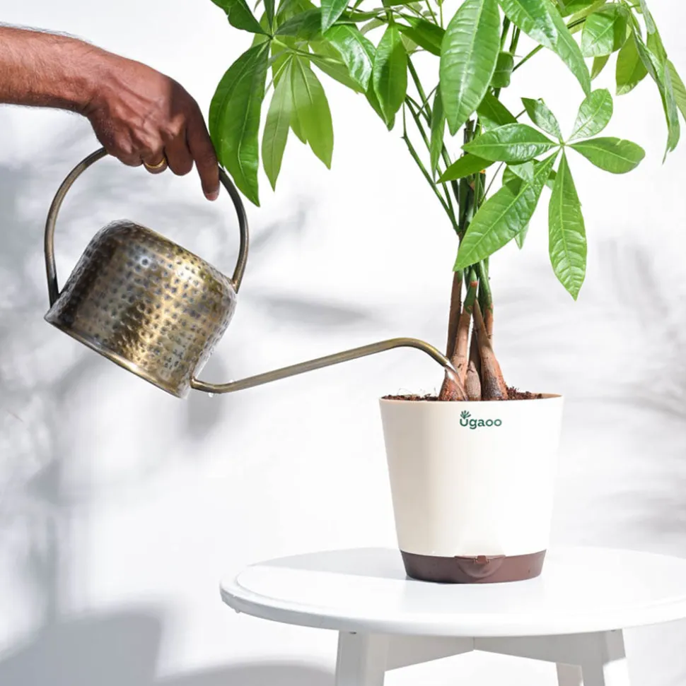 Magnum Watering Can