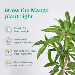 Mango and Guava Fruit Plant Combo with Grow Bag