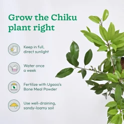Mango, Guava, Chiku - Combo of 3 Fruit Plants with Grow Bag