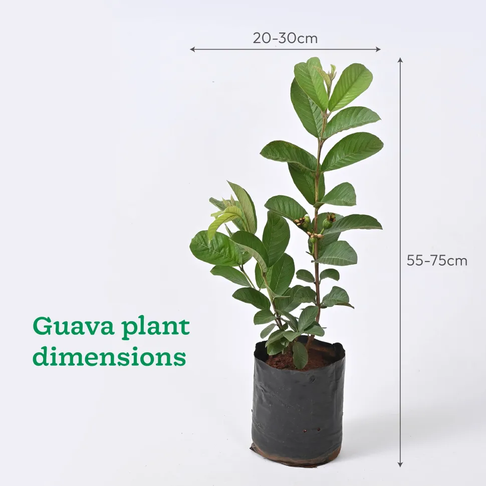 Mango, Guava, Chiku - Combo of 3 Fruit Plants with Grow Bag