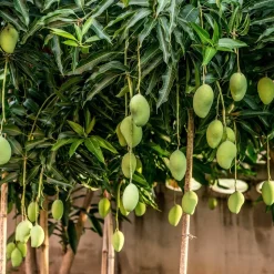 Mango Plant with Grow Bag
