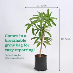 Mango Plant with Grow Bag