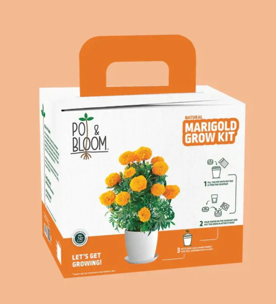 Marigold Grow Kit
