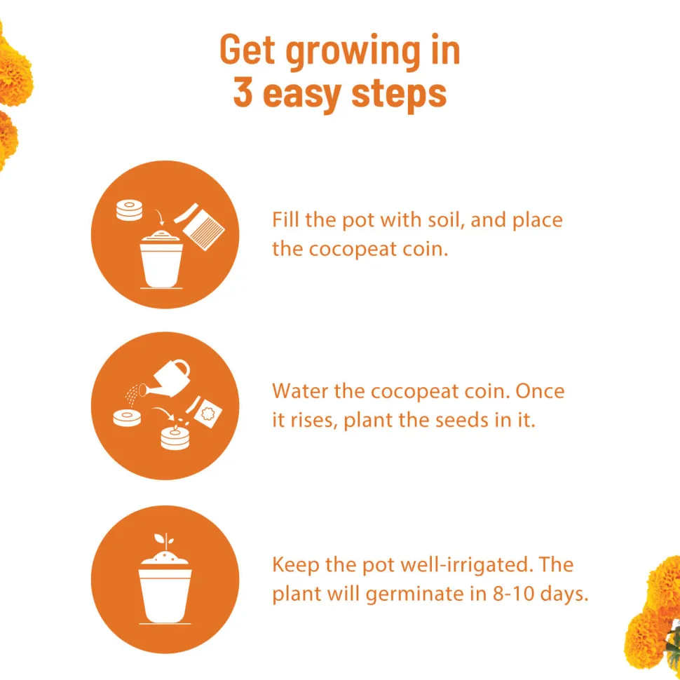 Marigold Grow Kit