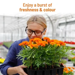 Marigold Grow Kit