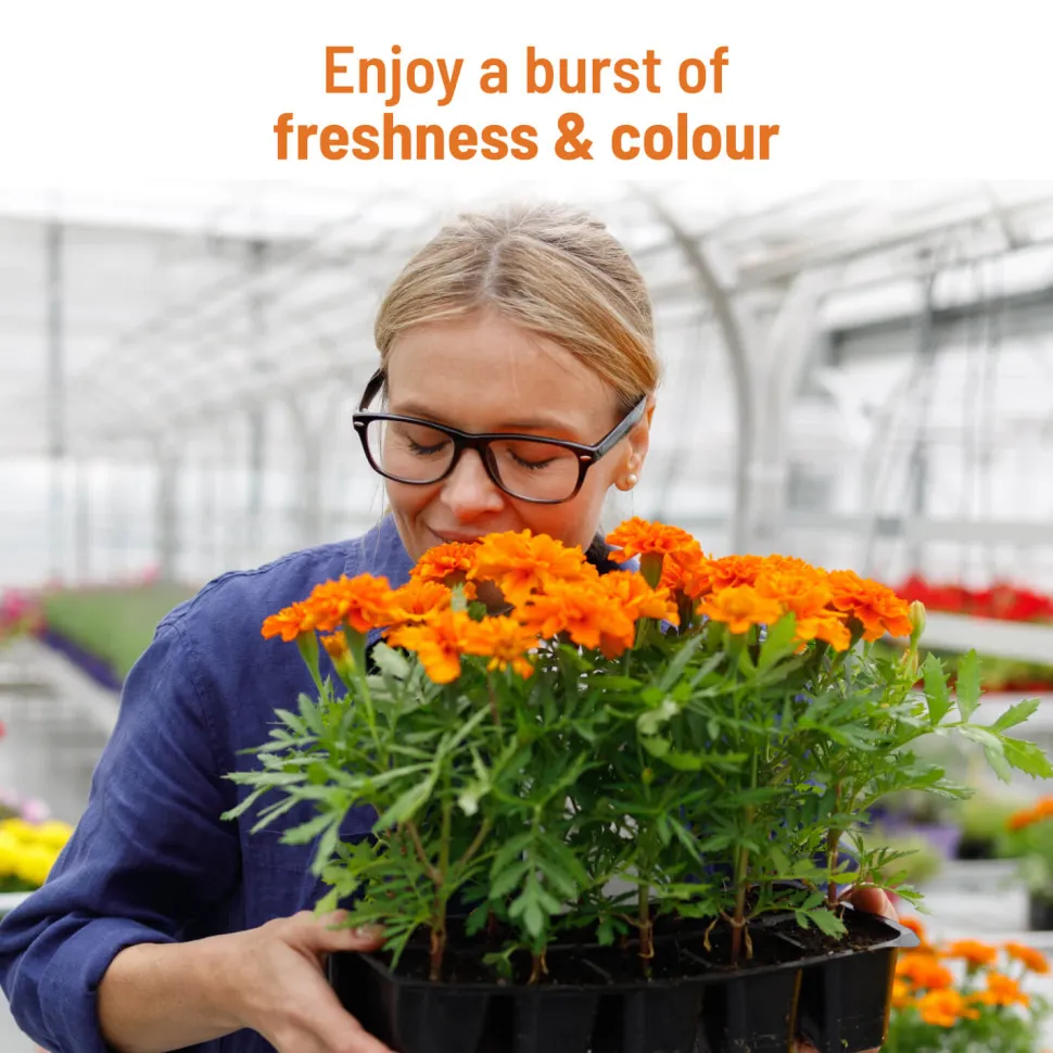 Marigold Grow Kit