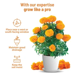 Marigold Grow Kit