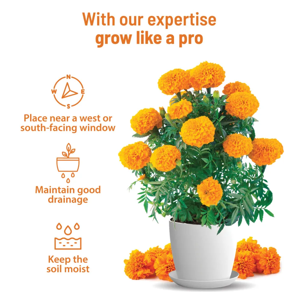 Marigold Grow Kit