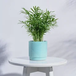 Maze Ceramic Pot