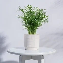 Maze Ceramic Pot