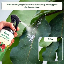 Mealybug Magic Spray for Plant Protection