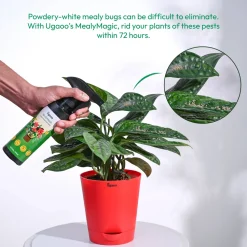 Mealybug Magic Spray for Plant Protection