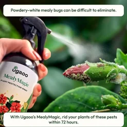 Mealybug Magic Spray for Plant Protection