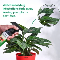 Mealybug Magic Spray for Plant Protection