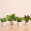 Mini Indoor Plant Set: Low Maintenance Desk & Office Collection (Set of 4, Air Purifying)