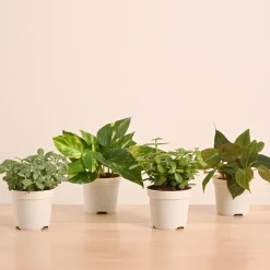 Mini Indoor Plant Set: Low Maintenance Desk & Office Collection (Set of 4, Air Purifying)