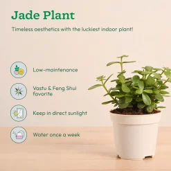 Mini Indoor Plant Set: Low Maintenance Desk & Office Collection (Set of 4, Air Purifying)