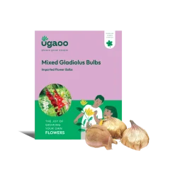 Mixed Gladiolus Bulbs