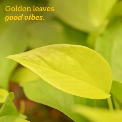 Money Plant Golden