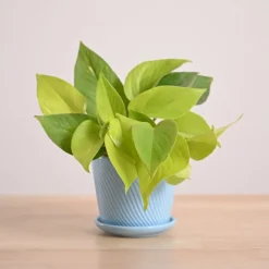 Money Plant Golden