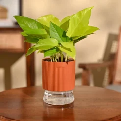 Money Plant Golden