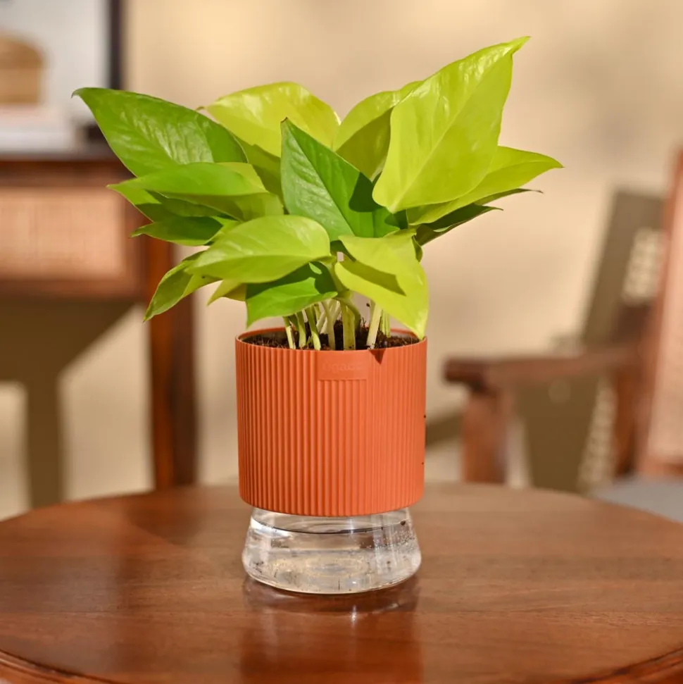 Money Plant Golden