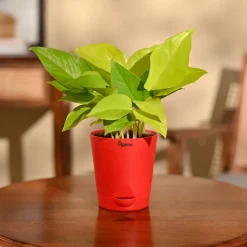 Money Plant Golden
