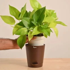 Money Plant Golden