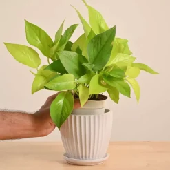 Money Plant Golden