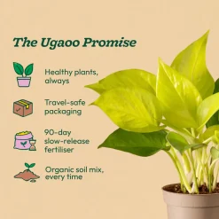 Money Plant Golden