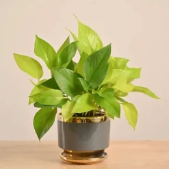 Money Plant Golden